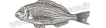 Illustration de la daurade